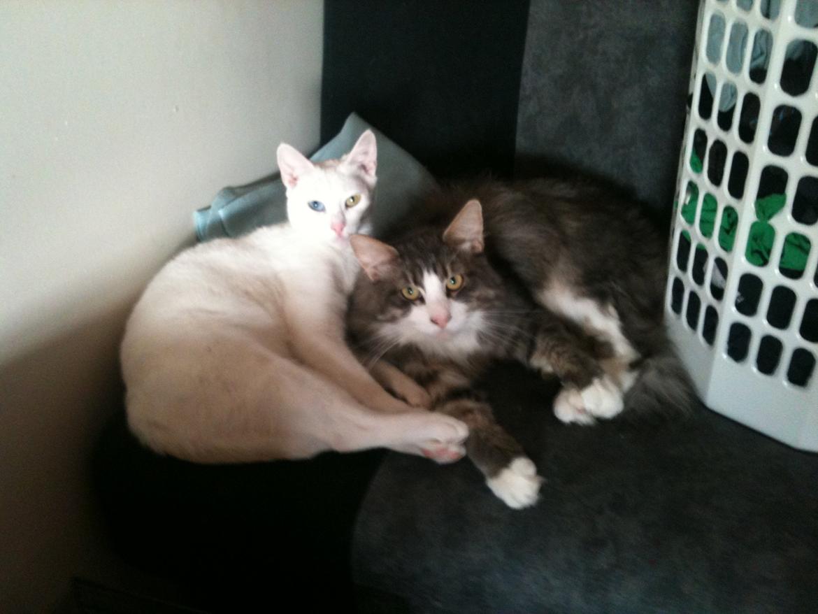 Blanding af racer Athena billede 17