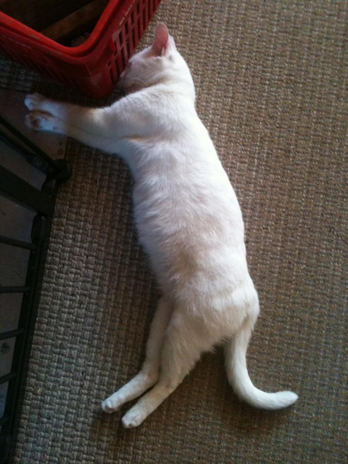 Blanding af racer Athena billede 18