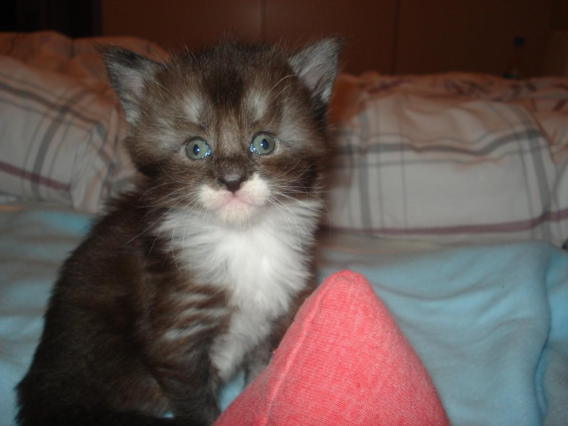 Blanding af racer Frede billede 5