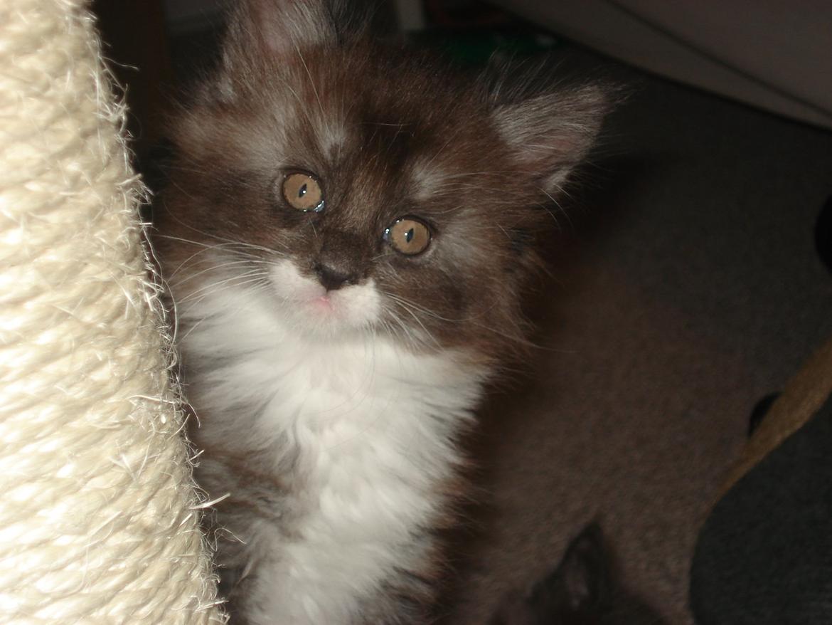 Blanding af racer Frede billede 6