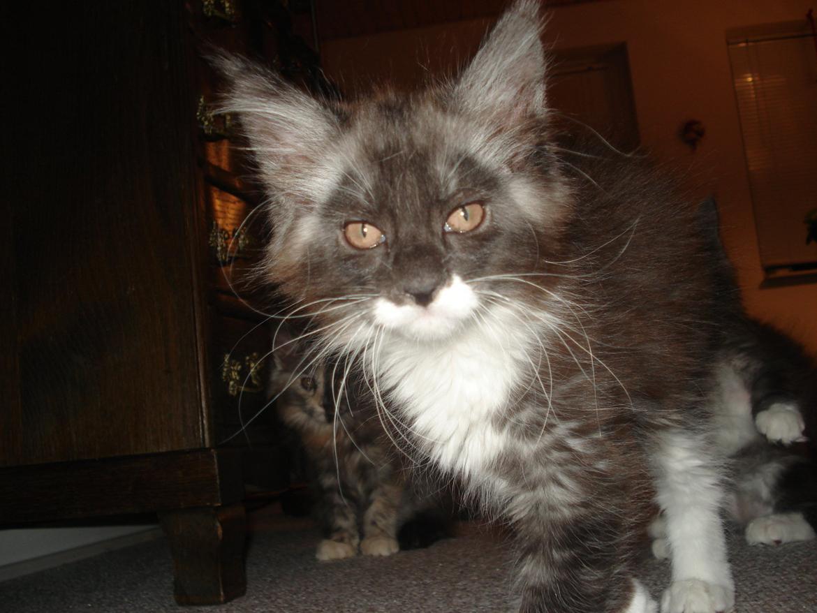 Blanding af racer Frede billede 7