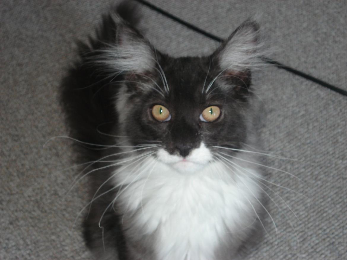 Blanding af racer Frede billede 4