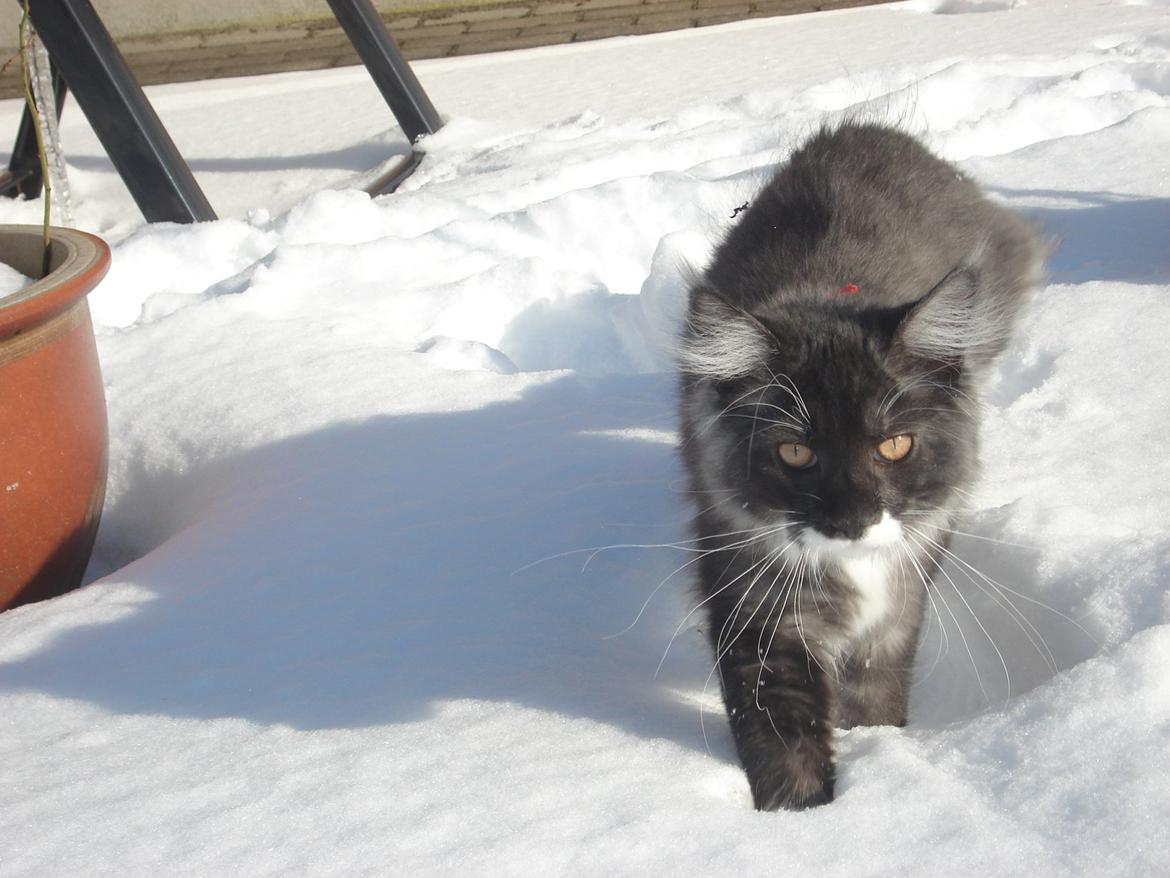 Blanding af racer Frede billede 8