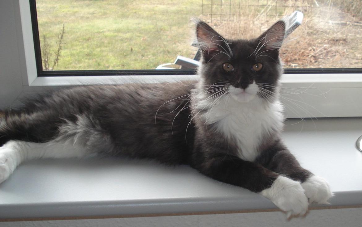 Blanding af racer Frede billede 3