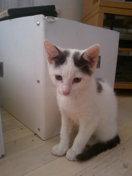 Huskat Fifi - Fifi som lille killing billede 8