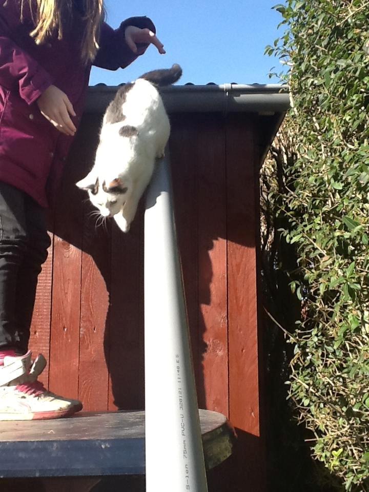 Huskat Fifi billede 11