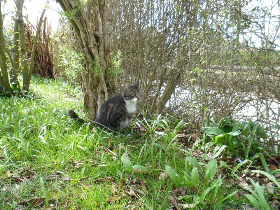 Huskat Turbo billede 3