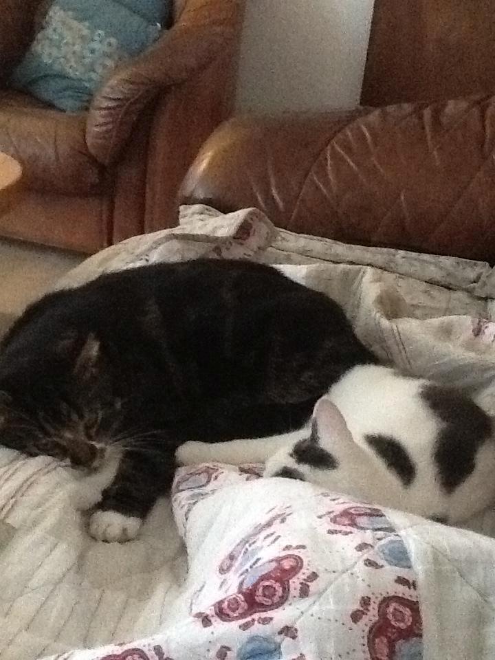 Huskat Turbo - Turbo & Fifi, så er man vel blevet venner igen. :))
 billede 7