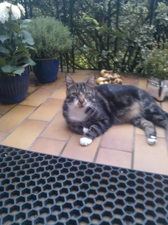 Huskat Turbo - farvel, lig gerne en bedømmelse. billede 9