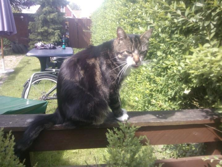 Huskat Turbo billede 6