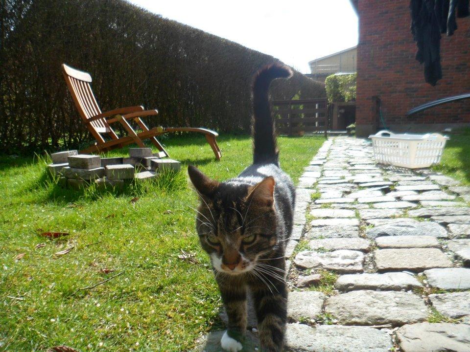 Huskat Turbo billede 8