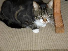 Huskat Turbo - Velkommen til Turbo's profil billede 1