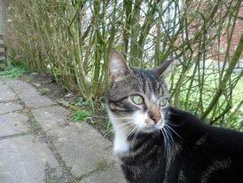 Huskat Turbo - Ude i haven... " Hvad sker der!" <3 billede 4