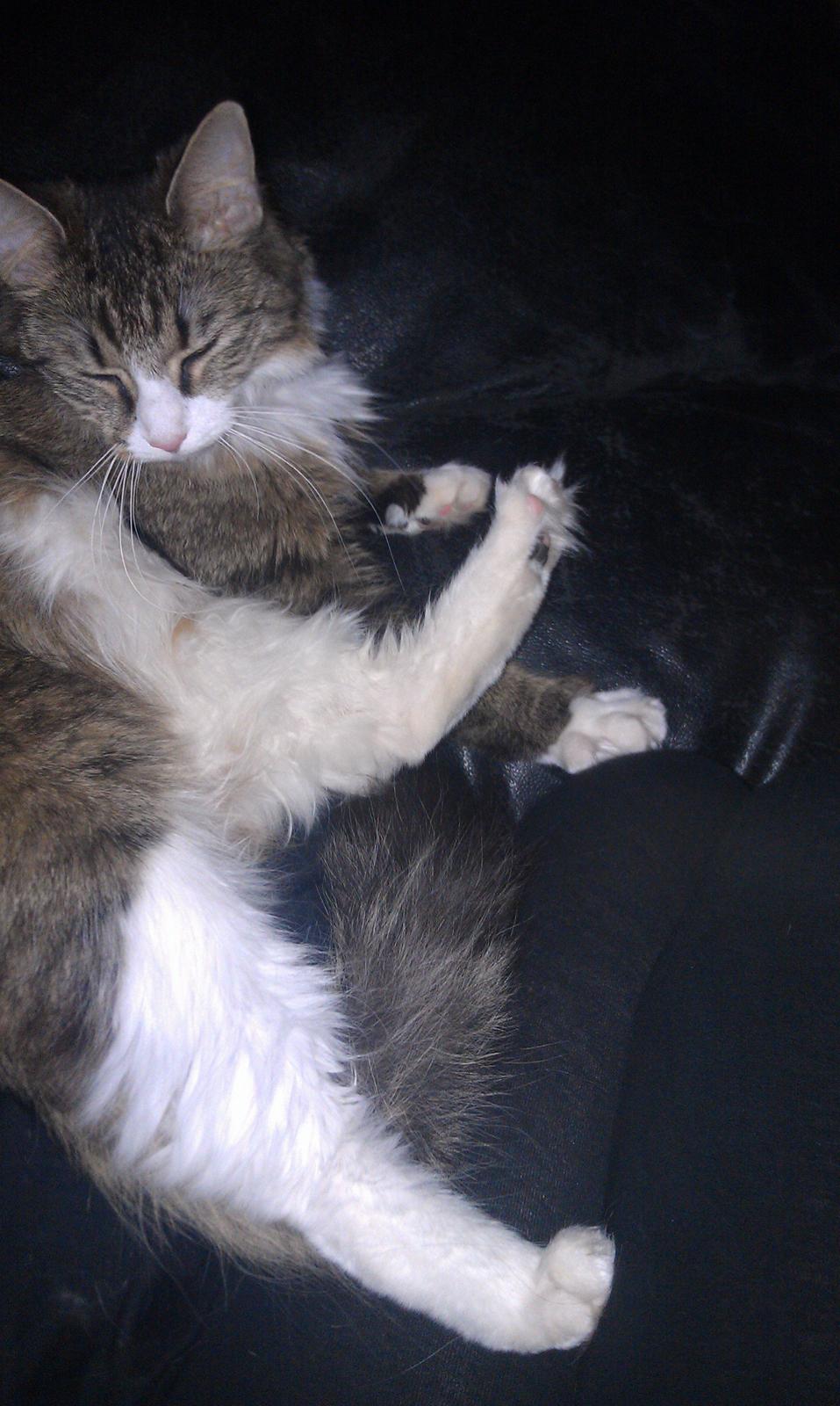 Blanding af racer Clara billede 1