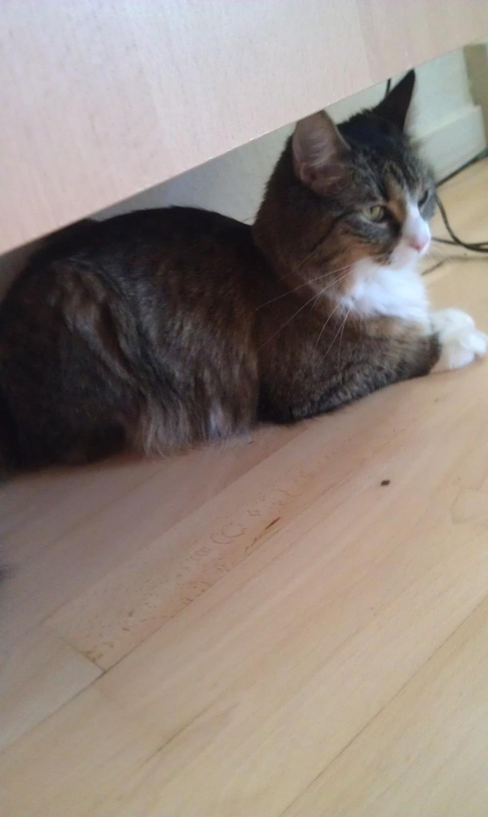 Blanding af racer Clara billede 2