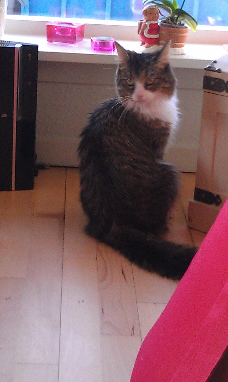 Blanding af racer Clara billede 3