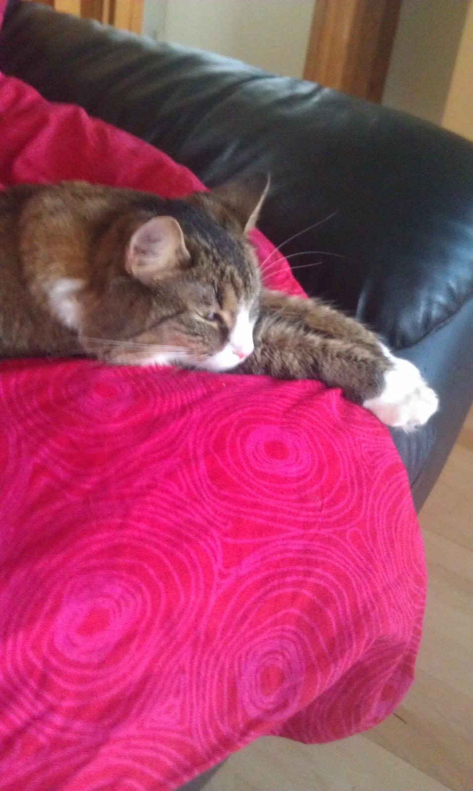 Blanding af racer Clara billede 4