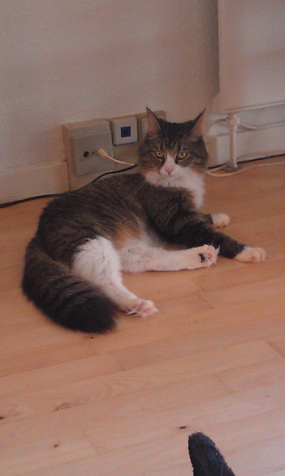 Blanding af racer Clara billede 5