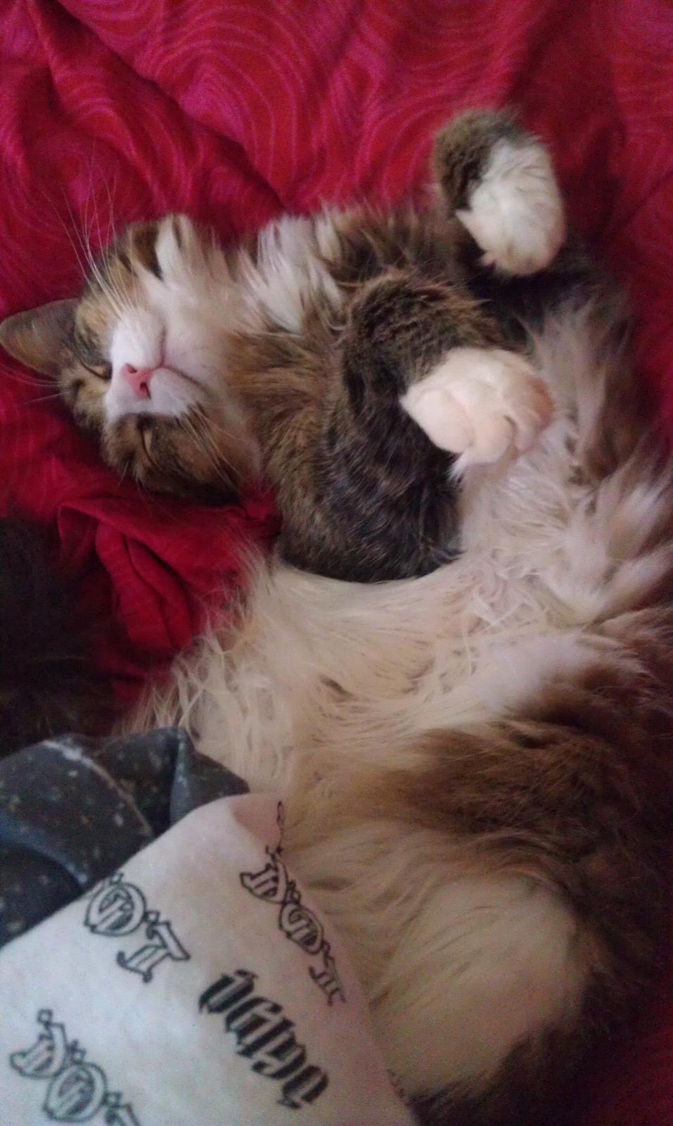 Blanding af racer Clara billede 6