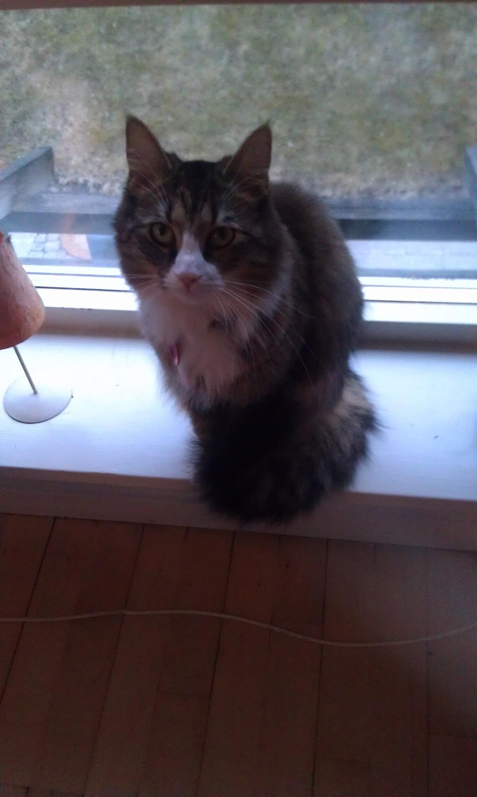 Blanding af racer Clara billede 7