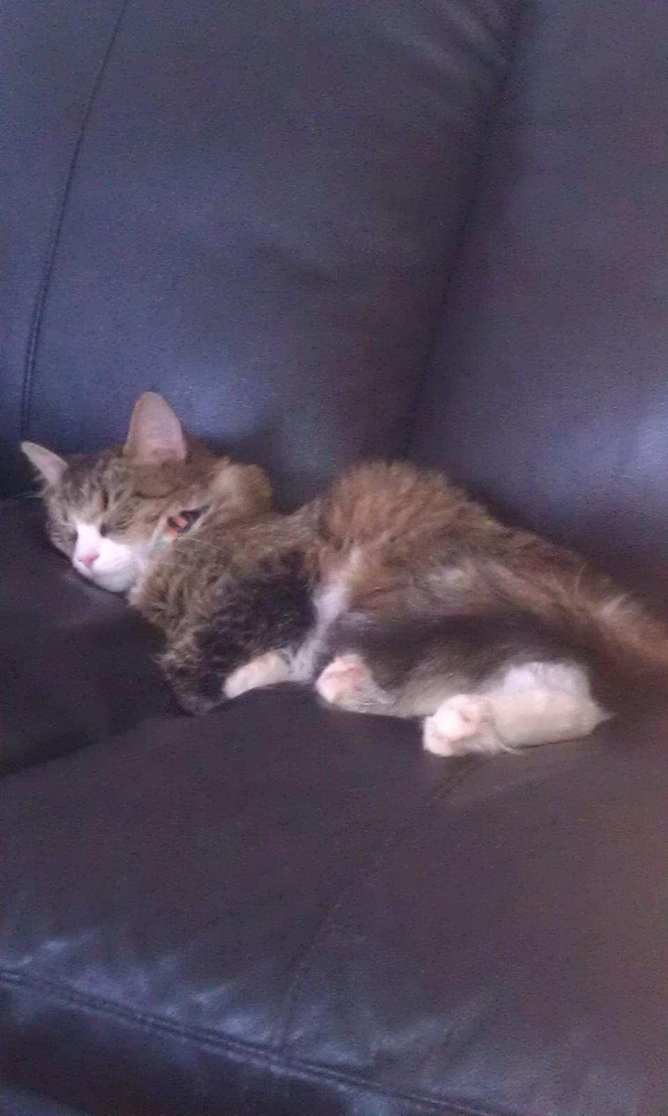 Blanding af racer Clara billede 8