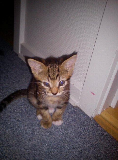 Huskat Winzet (Baby) - Velkommen til Winzet profil♥

8 Uger:) billede 1