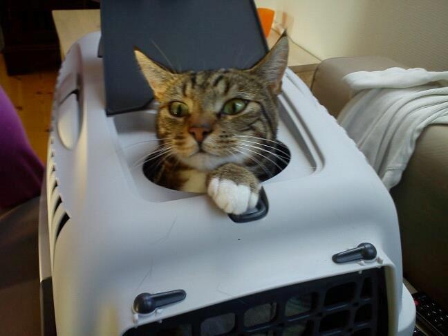 Huskat Winzet (Baby) - Ja du er heller ik helt normal men du er da meget sød!♥♥ billede 2