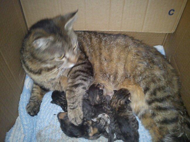 Huskat Winzet (Baby) - Mor, søskende og mig!☻ billede 4