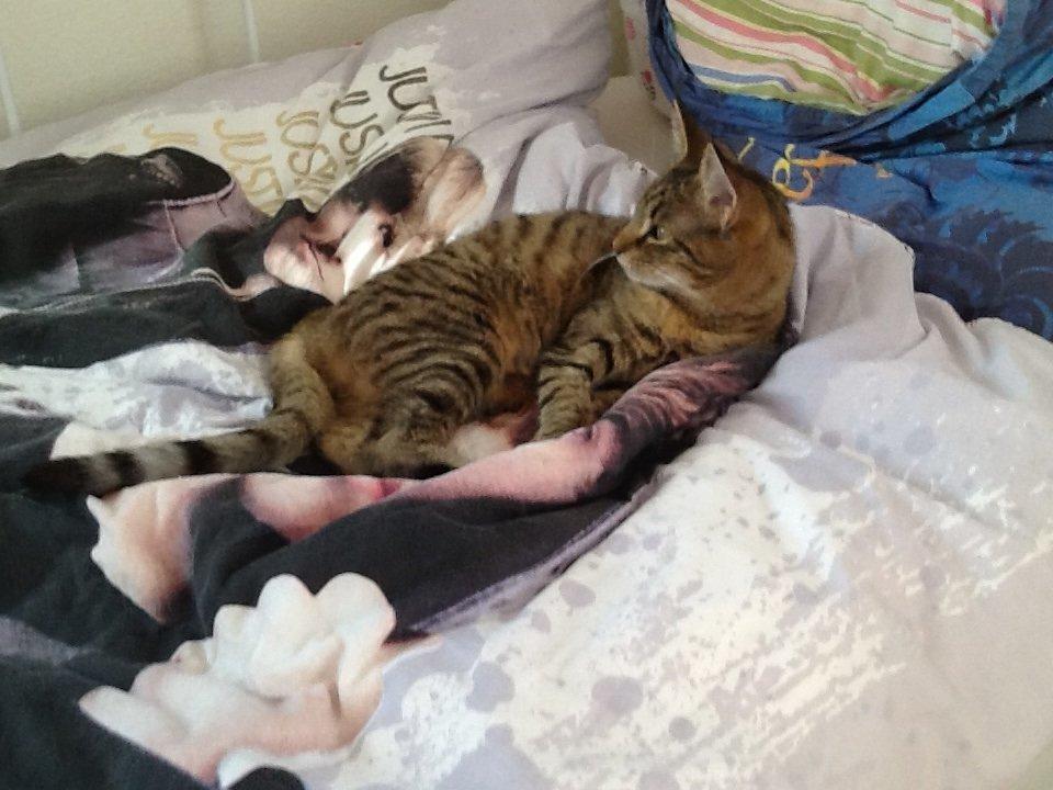 Huskat Trille billede 1