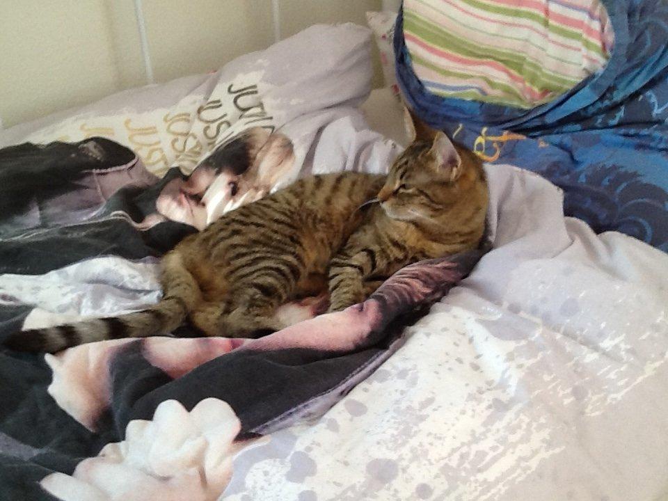 Huskat Trille billede 2