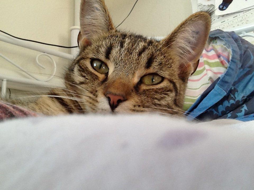 Huskat Trille billede 3