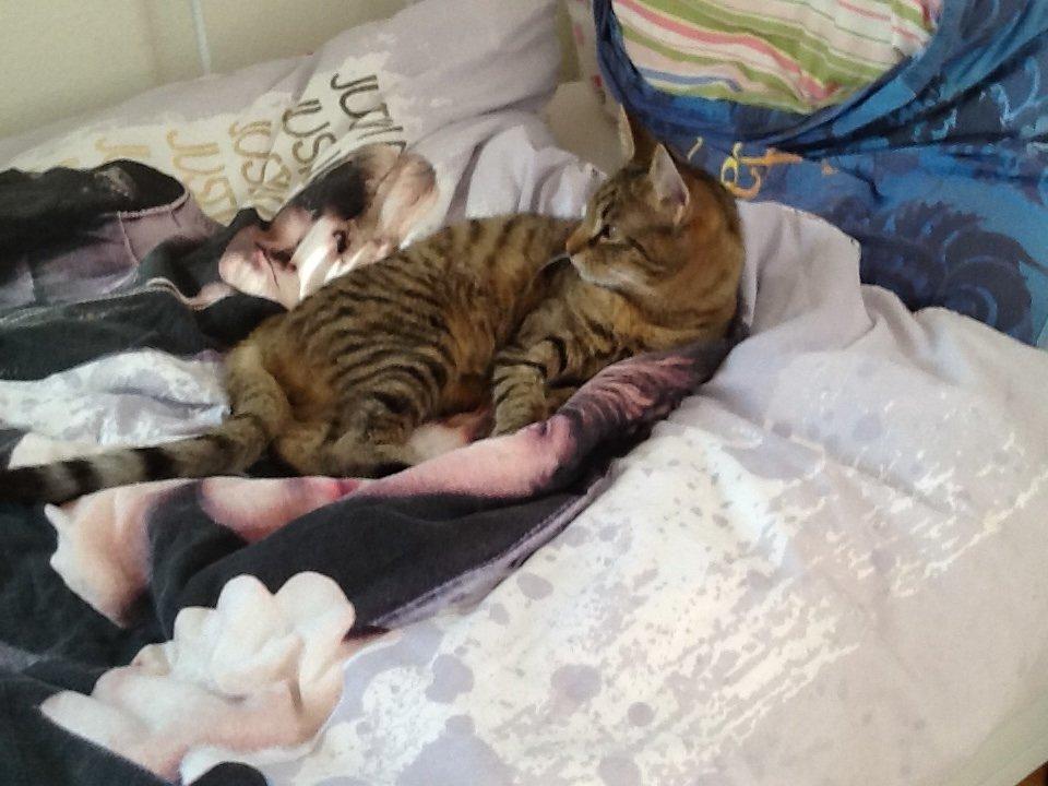 Huskat Trille billede 4