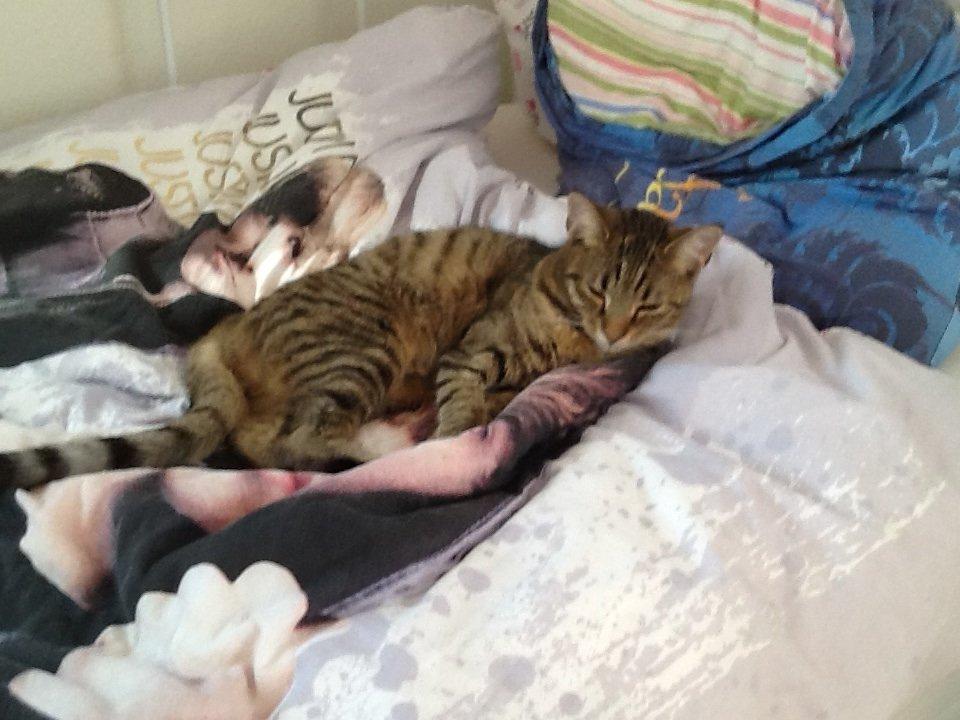 Huskat Trille billede 5