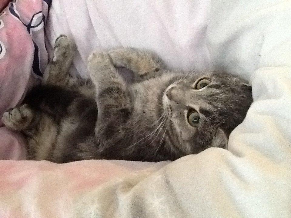 Blanding af racer Tulle<3 billede 3