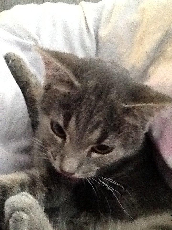 Blanding af racer Tulle<3 billede 5