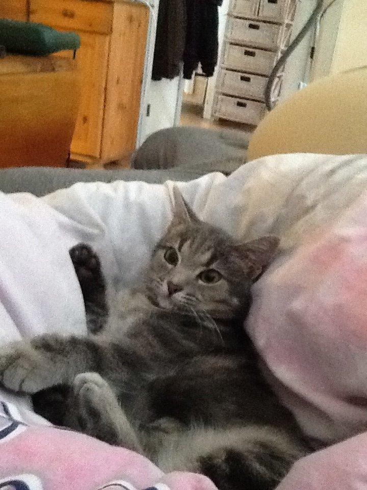 Blanding af racer Tulle<3 billede 6