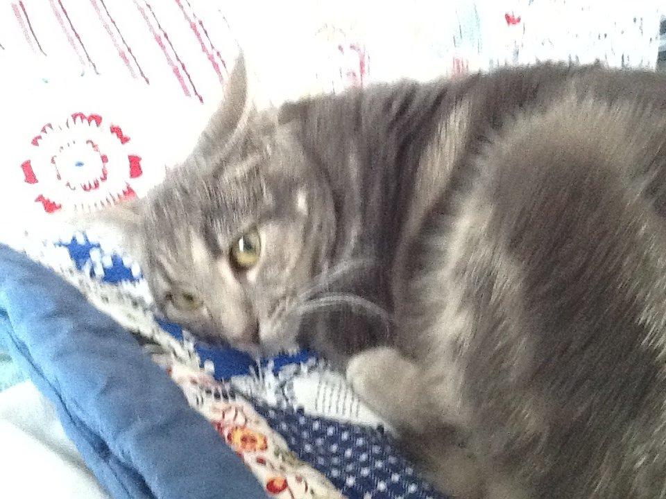 Blanding af racer Tulle<3 billede 7