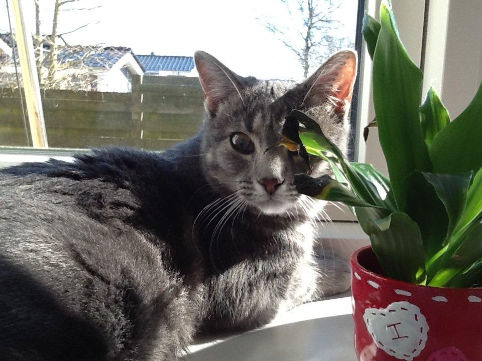 Blanding af racer Tulle<3 billede 8