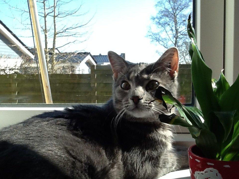 Blanding af racer Tulle<3 billede 9