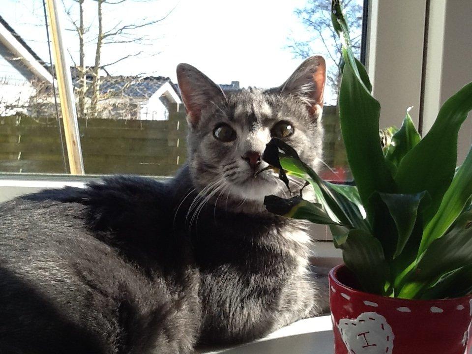 Blanding af racer Tulle<3 billede 10