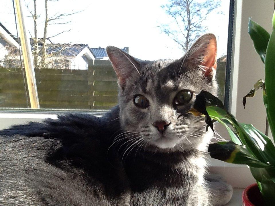 Blanding af racer Tulle<3 billede 12