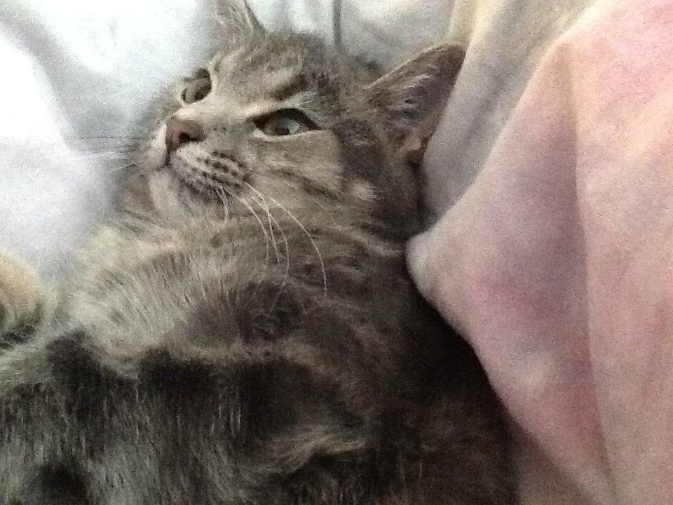 Blanding af racer Tulle<3 billede 11