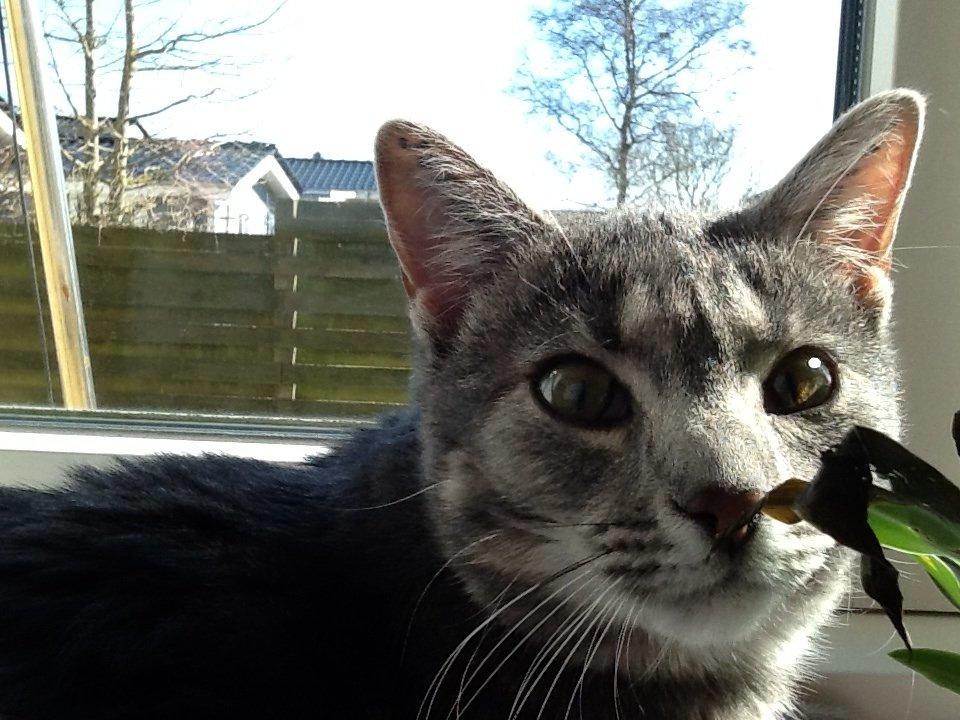 Blanding af racer Tulle<3 billede 13