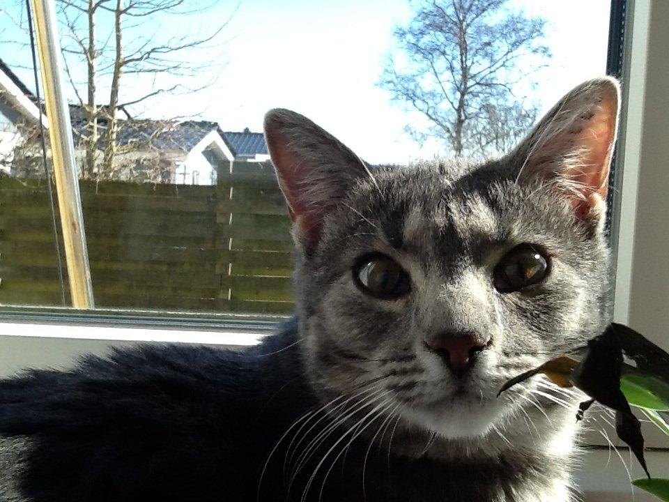 Blanding af racer Tulle<3 billede 14