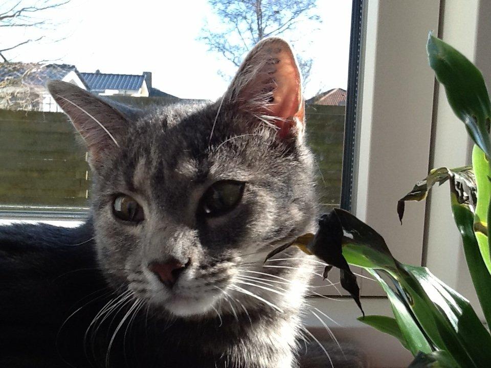 Blanding af racer Tulle<3 billede 15