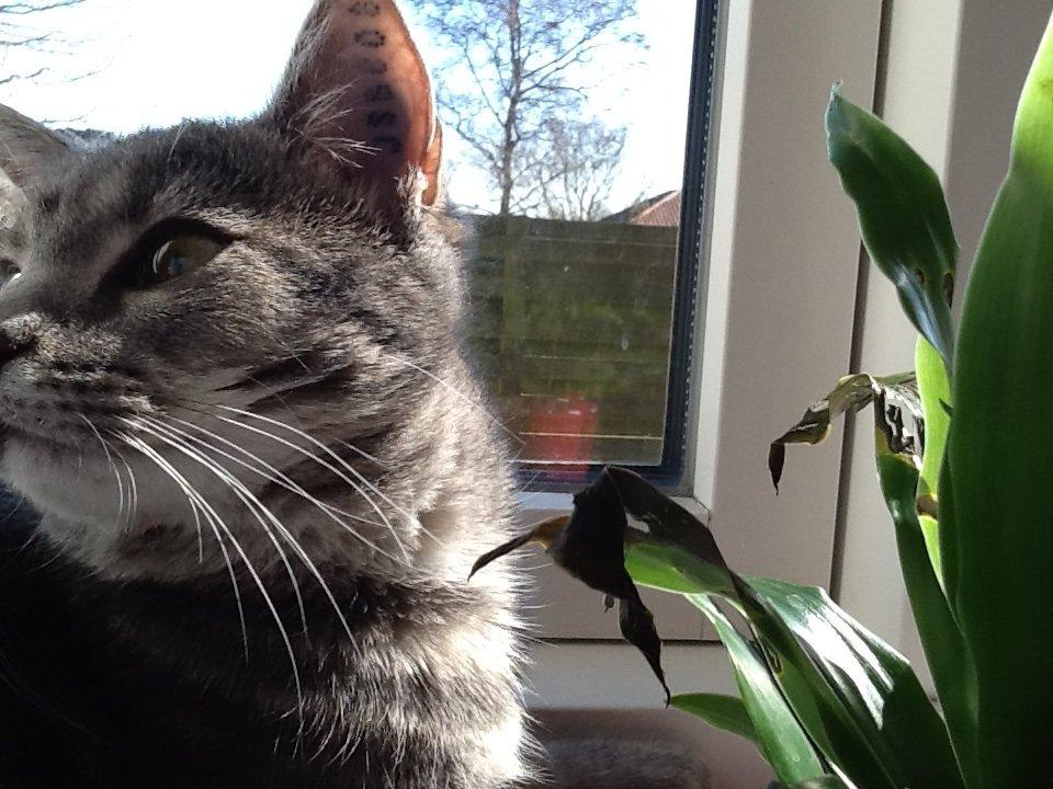 Blanding af racer Tulle<3 billede 16