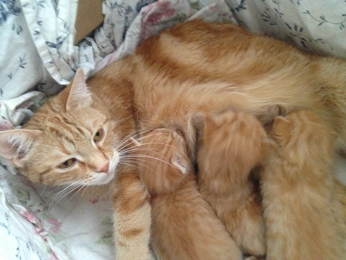 Blanding af racer Nala. billede 1