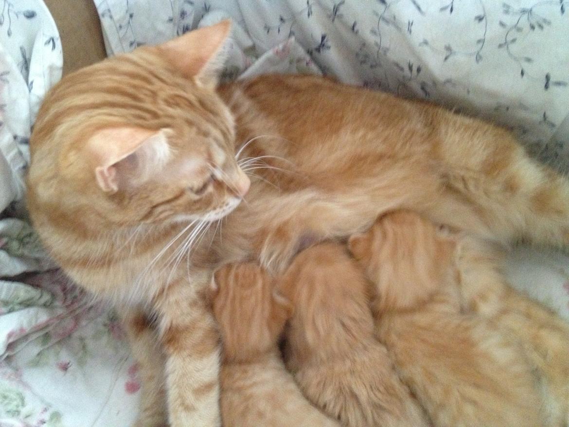 Blanding af racer Nala. billede 2