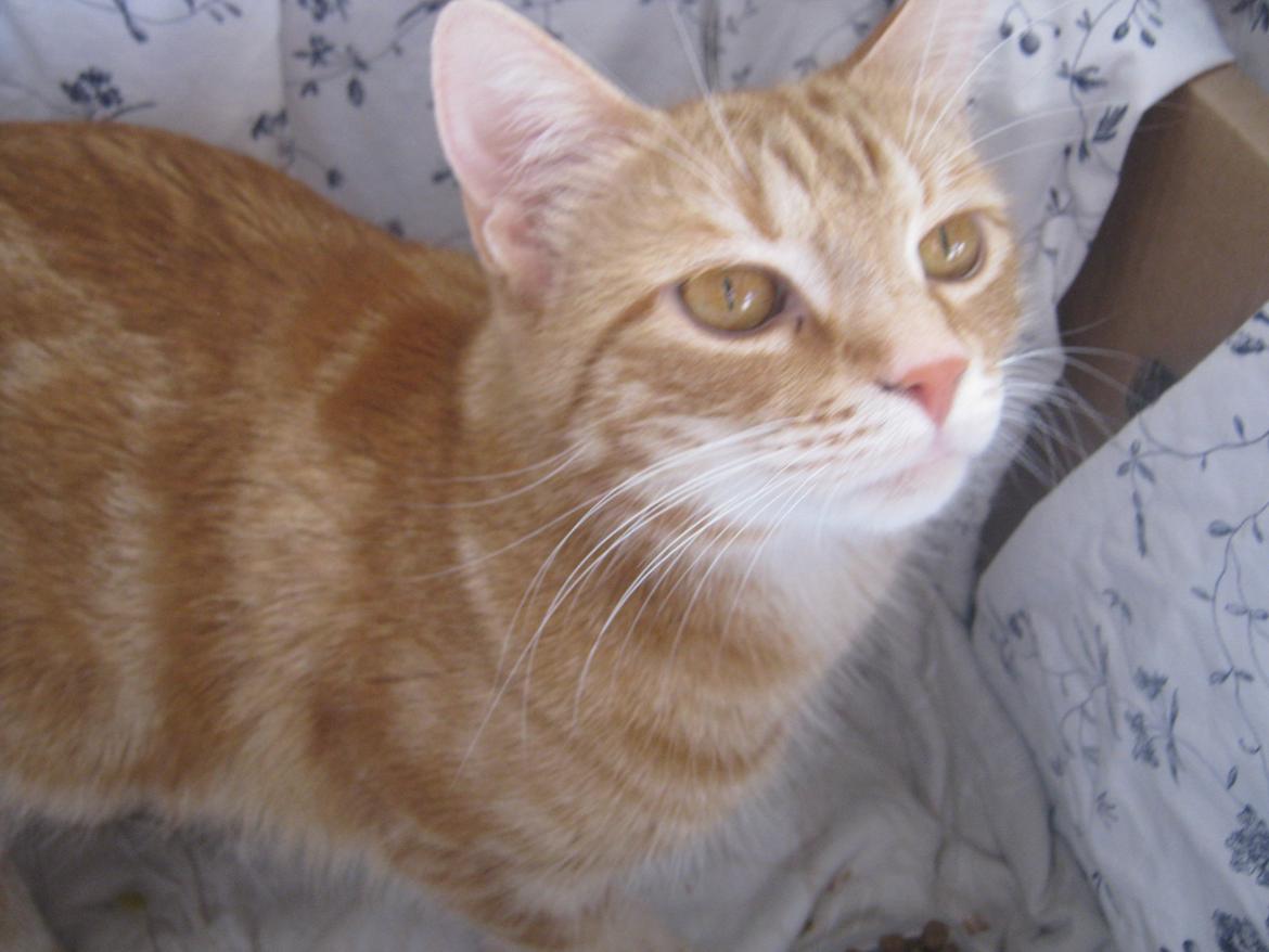 Blanding af racer Nala. billede 3