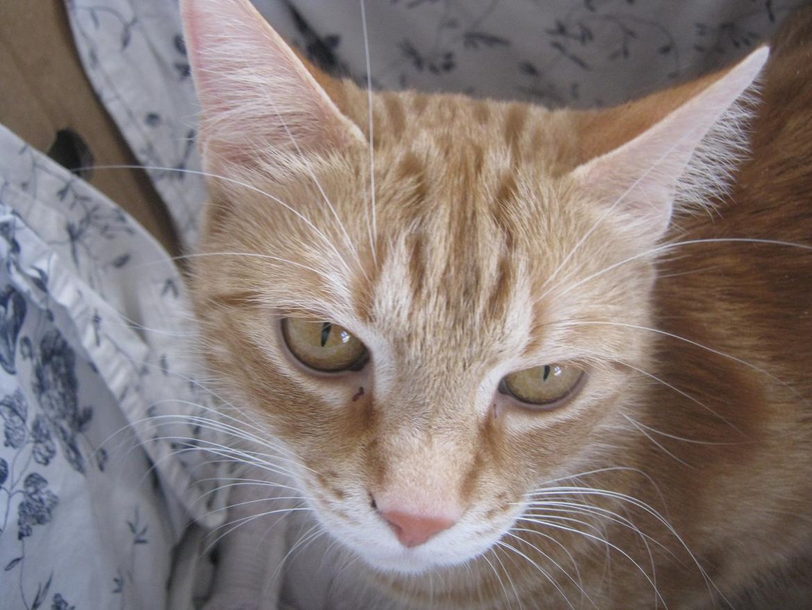 Blanding af racer Nala. billede 4